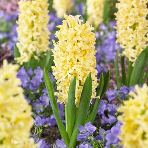 Hyazinthen Rhizome,Hyazinthenzwiebel-Winterhart MehrjäHrig,Hyazinthen Zwiebeln Winterhart,In Töpfe Pflanzen,Bonsai-Pflanzen-6zwiebeln-c