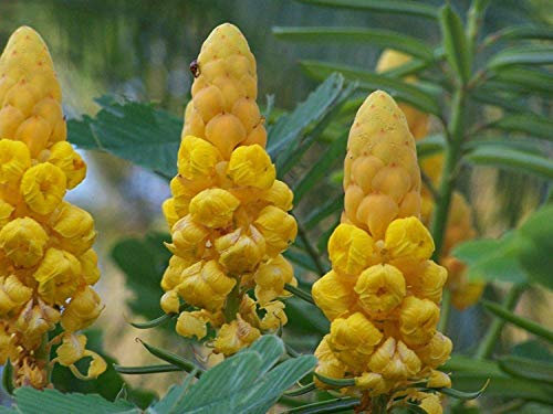 Germinazione I Semi: 30 Tromba Degli Angeli Degli Alberi, 30 D'oro Candeliere Albero e 10 Poinciana