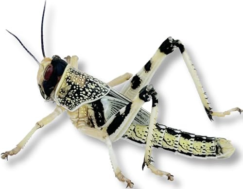 Livefood UK 100 Live Locusts Large size 30mm to 40mm in woven bag of 100 Large hoppers…
