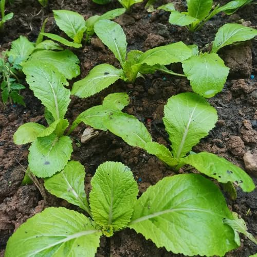 Semillas de mostaza, semillas de Brassica juncea - de balcón resistentes para el jardín 50pcs