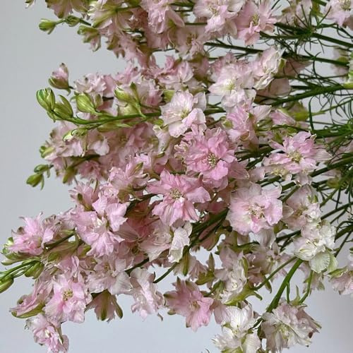 semi resistenti del delphinium, delphinium di campo da balcone, recisi to perenne, decorazione autunnale 200pcs