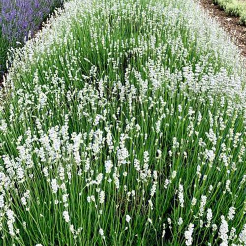 semi di lavanda - varietà antiche interno recisi tappezzanti 400pcs
