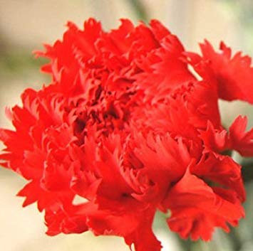 100 teile/beutel, nelkensamen, dianthus caryophyllus, topfpflanzen, pflanzjahreszeiten, blühende pflanzen