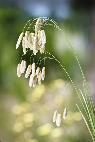Greater Quaking Grass - Briza Maxima Approx. 50 Seeds Cottage Garden Ornamental Grass
