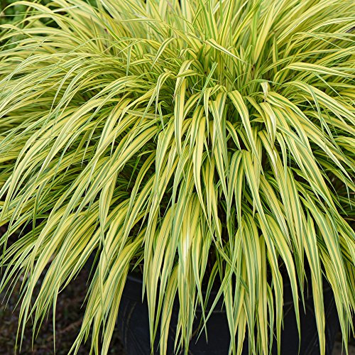 Ornamental Grass Outdoor Garden Plant Hakonechloa Macra Aureola, a Hardy Perennial with Colourful Oriental Foliage for Gravel Garden, Beds & Borders, 1 x 9cm Pot by Thompson & Morgan