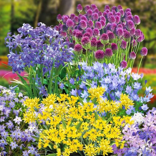 300 Spring Flowering Bulb Collection - 300 Hardy Bulbs for Borders & Containers, Includes Alliums, Chionodoxa, Ipheion & More for Continuous Blooms by Thompson and Morgan