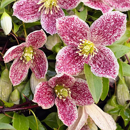 Clematis Freckles Winter Flowering Climbing Plant | Outdoor Evergreen Garden Plants| Climbers for Border, Obelisk, Trellis, Patio - 2L Pot