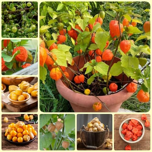 Semi di Physalis - resistenti per il giardino Physalis Peruviana, uva spina del Capo, semi di esotici fresca da frutto colonnari 500pcs