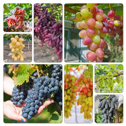 uva uvas - resistentes al aire libre semillas de resistentes columnar semillas de cama elevada espaldera 250pcs