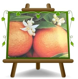 EURO PLANTS VIVAI Agrumes Orange Valencia Arbres à Partir De Fruit Hauteur: 150 cm pot : 24/26 cm