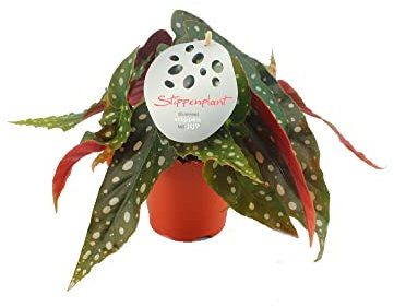 Begonia Maculata Natural Planta Resistente de Hojas Moteadas