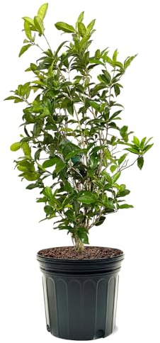 Tea Olive, Evergreen Shrub, Recurrent White Blooms, Aromatic, 7 gal Nursery Pot
