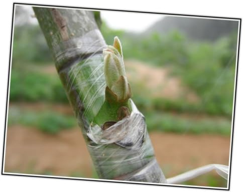 DRESSOOS Nastro Autoadesivo per Innesti di Alberi da Frutto in Film Pe Verde, Elastico e Traspirante, per Innesti e Margotta Piante e Noci