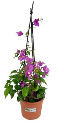 Bougainvillea Natural Planta que Resiste Condiciones Extremas y Florece Durante Todo el Año