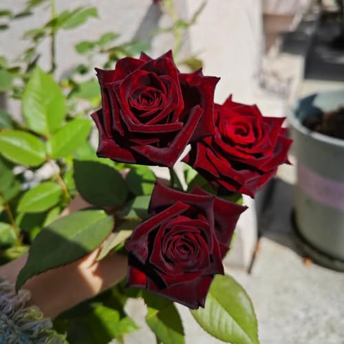 semillas de rosal - cortadas de interior interior exóticas Decoraciones jardín exteriores invernadero Cubresuelos resistentes 30pcs