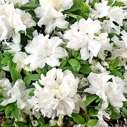 Azalea Pleasant White Plant | Spring Flowering Outdoor Garden Shrub Potted | Evergreen Hardy Plant for Bedding, Borders, Containers, Pots - 1L Pot