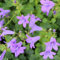 6x Polster-Glockenblume - Campanula portenschlagiana - Topf 9x9cm