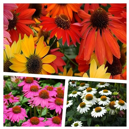 3 x Echinacea purpurea Kollektion (Stauden/Staude/Mehrjährig/Winterhart) Purpursonnenhut Scheinsonnenhut - sehr Insekten- und Bienenfreundlich - Wir lieben die Sonne - von Stauden Gänge