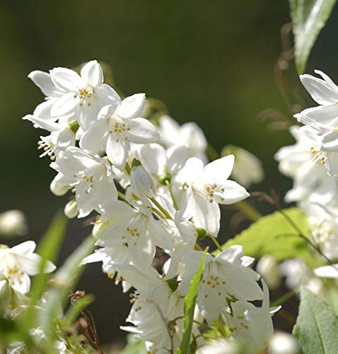 Kleine Deutzie Maiblumenstrauch 30-40cm - Deutzia gracilis