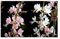 Stk - 25x Prachtkerze The Bride Gaura lindheimerii Saatgut Garten Pflanzen - Samen K40 - Seeds & Plants Shop by Ipsa