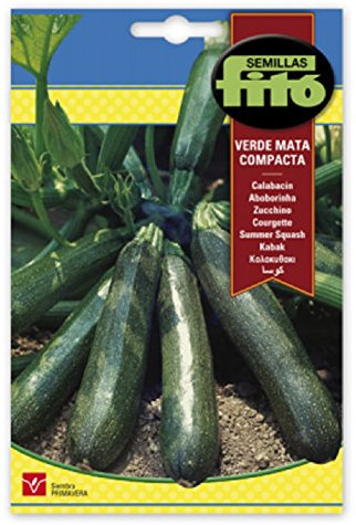 Semillas Fitó 31 - Graines de courgettes vertes mates compactes