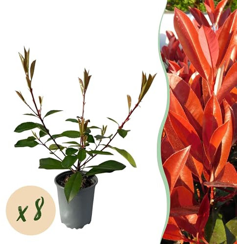 Frasers Photnia fraseri Red Robin – Planta de seto – Hoja roja verde – 8 plantas – 1 metro lineal – verde perenne – Maceta 9 cm altura 30 – 35 cm