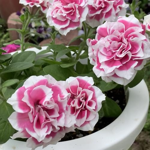 semillas de petunia, petunias colgantes semillas de silvestres sombra petunias Balcón con en macetas jardín balcón resistentes en macetas al aire libre 1200semillas