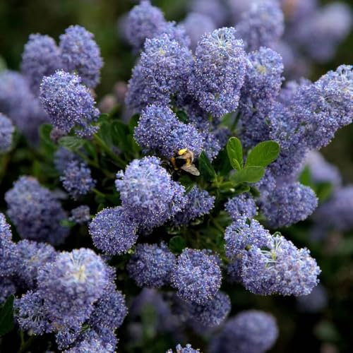 [x2] Ceanothus Shrub| Skylark | Deep Blue Flowers | Year Round Ground Cover | Garden Ready | [P9 Pots]