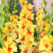 Bulbi di gladioli.Gladioli fiori.Pianta perenne, sempreverde e resistente. Gladiolo pianta.Fiori perenni.-3 bulbi-E