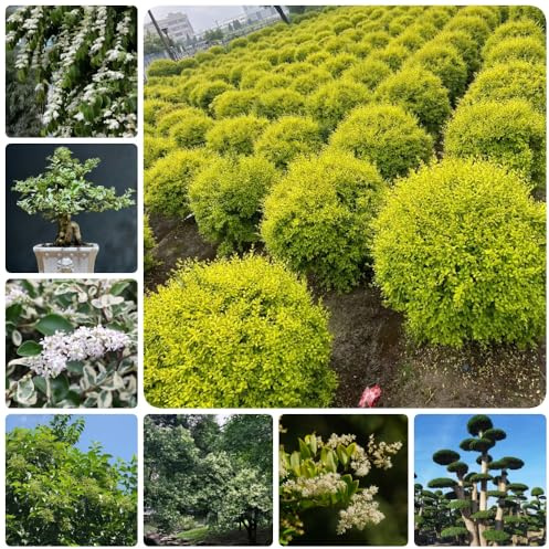 Semillas de seto de aligustre, exóticas Ligustro lucidum - verdes raras Decoración de jardín para exteriores arbustos de rápido crecimiento arbustos 350pcs