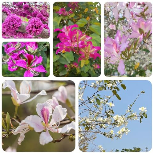 100 pcs Judasbaum Winterhart Kaufen Samen, herbstpflanzen winterhart, bonzai bäume Cercis chinensis, Chinese Redbud, bonsai samen, luftreinigende zimmerpflanzen geschenke für gartenfreunde,