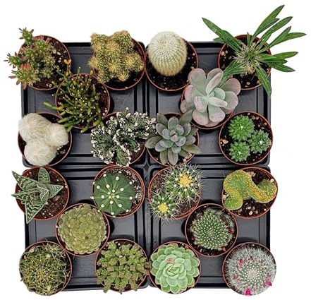 Box 20 Piante Grasse Vere Assortite in Vaso diametro 7,5 Collezione Mista di Succulente e Cactus