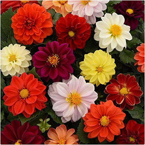 Dahlia Figaro Mixed Mini Plug Plants x 12 for Potting On by Growtanical®