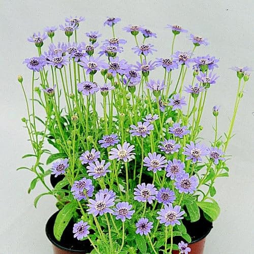 Plant World Seeds - Felicia Heterophylla 'The Blues' Seeds (Annual Flower Seeds)