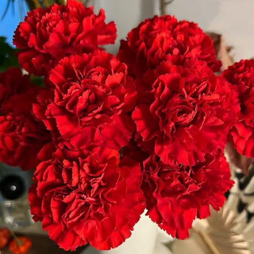 Semi di garofano perenni resistenti, interno giardino vecchie varietà 250pcs