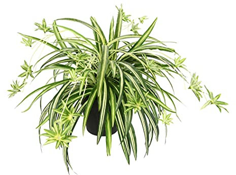 Künstliche Zimmerpflanze Grünlilie im Topf Chlorophytum Wasserlilie Spinnenpflanze Spinnenlilie Hängepflanze Kunstpflanze Hängend Plastikpflanze Unechte Hochzeit Deko Seidenpflanze Seidenblume