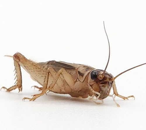 Eurocrickets | Levande hussyrsor storlek nr 3 (8–10 mm) Liten-Medelstor | Maxi Pack – 500 st | foderinsekter för geckos