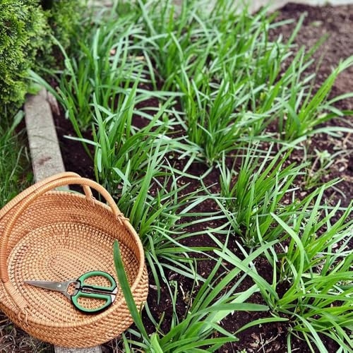Semi di cipollina resistenti, verdi Allium tuberoso, semi di acquistare di invernali da giardino roccioso resistenti 500pcs