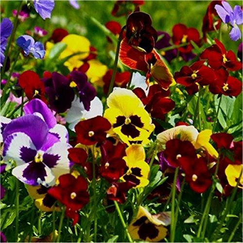 Semi Viola Del Pensiero Gigante Mix