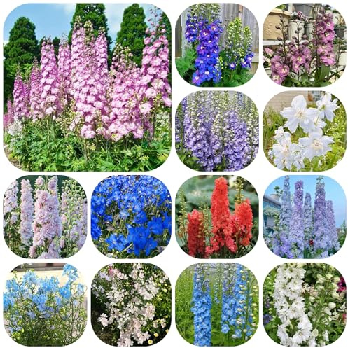 semi di delphinium resistente perenne - delphinium - balcone rampicanti resistenti, biologici, ombra di campo 450pcs