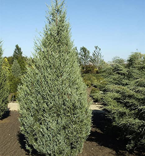 Säulenwacholder Wichita Blue 50-60cm - Juniperus scopulorum