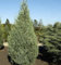 Säulenwacholder Wichita Blue 50-60cm - Juniperus scopulorum