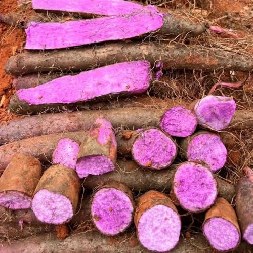 Semillas de ñame orgánico - resistentes para el jardín. Dioscorea polistachya - balcón de invierno Las perennes son perennes resistentes 20pcs