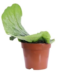 eGarden.store - Pianta vera di Platycerium Superbum o Felce a Corna d'Alce o di Cervo - Altezza: 5 cm Diametro vaso: 12 cm - Ornamentale dal portamento espando o ricadente da interno