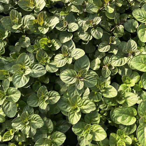 Perfect Plants - Orange Mint Plant in a 13cm Pot Garden Ready Herb Plant