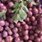 Semillas resistentes de ciruelo, semillas de ciruelo - decoración de árboles frutales, regalos sostenibles semillas de ciruela, fruta de zapote, plantas resistentes en macetas Plantas 35pcs