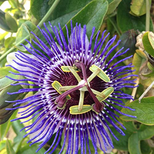 Bloomique - Set de 2 - Passiflora ‘Purple Haze’ - Flor de la pasión - Morada - Trepadora - Plantas de jardín - Resistente al frío - Altura 50-70 cm - Maceta 15 cm