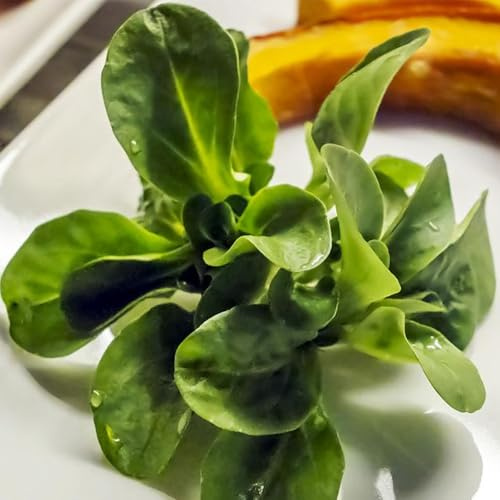 lattuga d'agnello da giardino perenni resistenti da orto rialzate appartamento esotiche Coltivare verdi aromatiche biologiche e invernali semi di 50semi