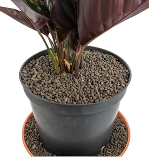 Grade 1mm-4mm Clay Pebbles, Hydroton or LECA-Lightweight Expanded Clay Aggregate, Heated Clay - used in hydroponic systems, aquaponics, and as a growing medium for plants. (1L 1MM-4MM)