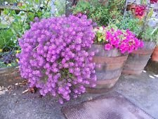 Rosier Nain Olyssum Sweet Flower (Toutes Les Graines De Cimel Non Ogm)
